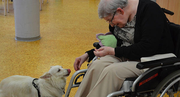 Chien pour tous